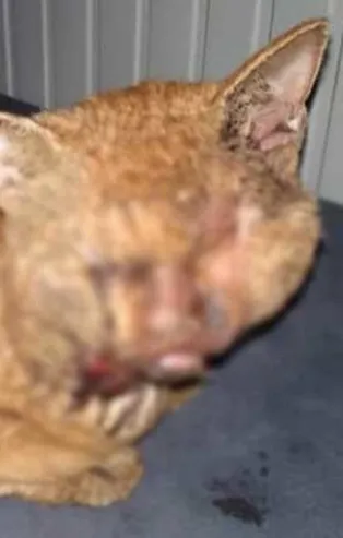 İnsanlıktan utandıran haber! Naylon yakıp...