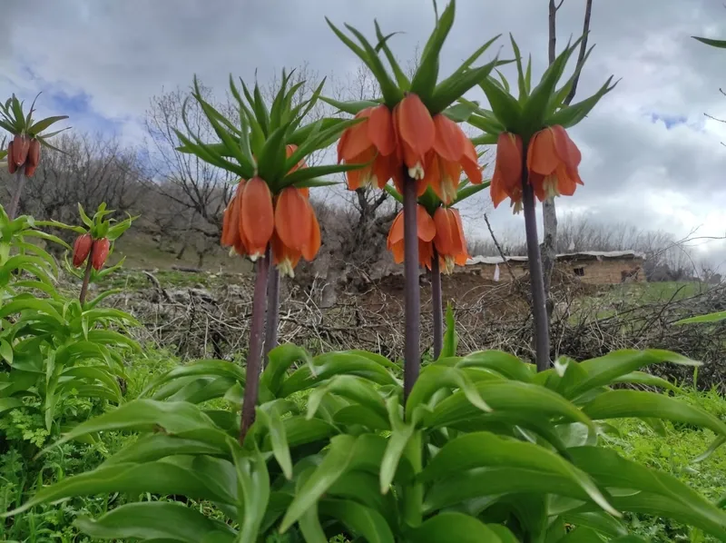 baharin-huzunlu-cicegi-omru-20-gunluk-koparana-700-bin-tl-ceza-1775723071017.jpg Baharın hüzünlü çiçeği: Ömrü 20 günlük koparana 700 bin TL ceza-7