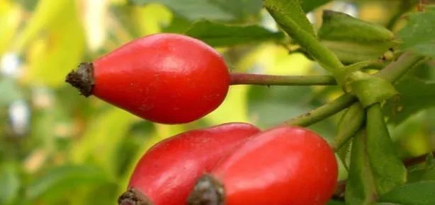 Boğaz ağrısına kuşburnu