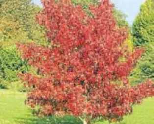 Kuru cilde sığla yağı