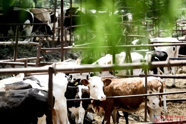 Bu Yıl Girdi Maliyetleri Arttığı İçin Kurbanlık Satışlarının Yükseldiğini Ve Bunun Hayvan Fiyatlarına Yansıdığını Belirten Öncel, "Ama Yine De Satış Yapıyorum...