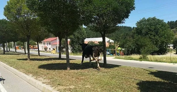 Bilecik'te kaçan kurbanlık kovalamaca sonrası yakalandı