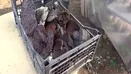 Ölümsüzlük mantarı buldu! Kilosu 2 bin lira