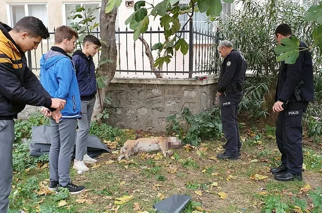 Bursa'nın Gemlik ilçesinde boğazı kesilmiş köpek faciası