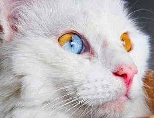 Heterokromi hayvanlar