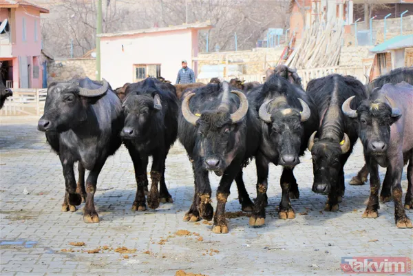 Başkan Erdoğan 'manda yoğurdu yiyorum' dedi! Eskişehir İnönü ilçesinin telefonları kilitlendi - 13