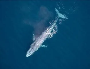 Üst üste yaşanan ölümlerde mavi balina tehlikesi