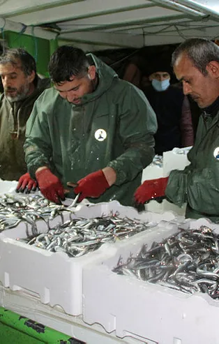 Av yasağı kalktı! Hamsiler tezgahlara doğru yola çıktı
