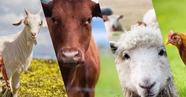 Büyükbaş hayvancılık hibe desteği şartları nelerdir? Genç çiftçi koyun hibe desteği başvurusu nasıl yapılır?