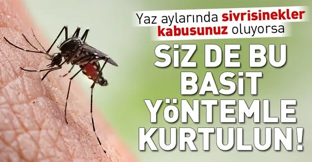 Yaz aylarının kabusu sivrisinekleri bu yöntemle evinizden uzak tutun