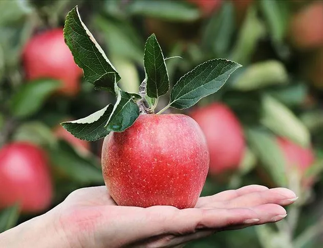 Elma ye sağlıklı gül