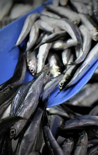 Hamsi bolluğu fiyatları düşürdü! Esnafın ve vatandaşın yüzü gülüyor