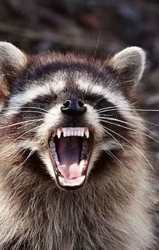 Birbirinden komik esneyen hayvanlar