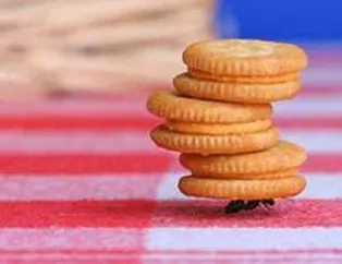 Karıncalar hakkında şaşırtan bilgiler