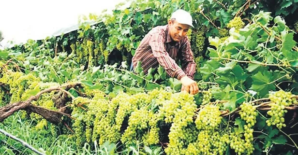 Manisa'daki üzüm bağlarında hummalı bir çalışma!