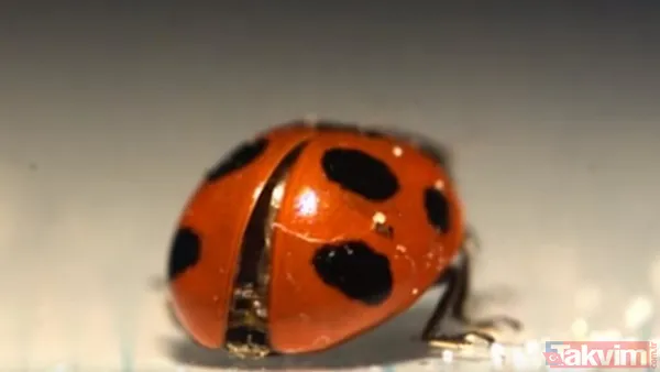 Hemen Her Gün Etrafımızda Görebildiğimiz Uğur Böcekleri Öyle Bir Mucizeyi Üzerilerinde Taşıyormuş Ki...