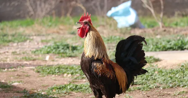 Öterken bayılan Denizli horozuna karşılık otomobil teklif edildi