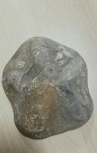 Çanakkale'de ele geçirildi! Değeri tam tamına 4 milyon lira...