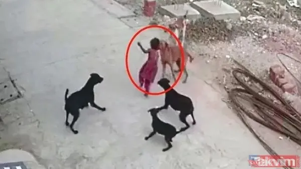 Başıboş köpekler bir aileyi yok ediyordu! Samsun Bafra'da feci kaza... Biri 5 aylık bebek 3 yaralı - 1