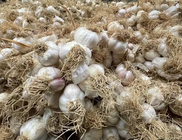 Araban sarımsağında hasat vakti...