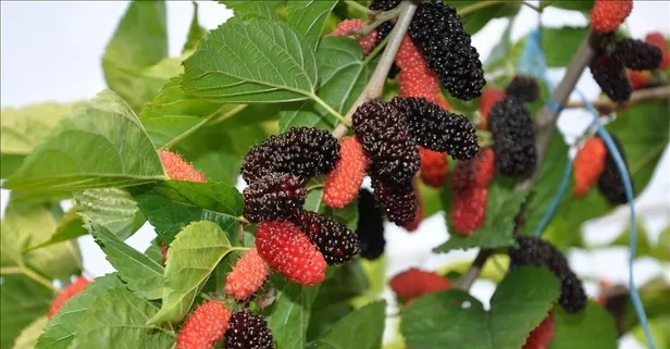 Kansızlığın düşmanı karadut