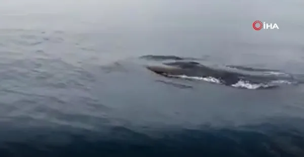 balik-avlamak-icin-15-km-acildi-15-metre-uzunlugunda-fin-balinasi-goruntuledi-1612860225748.jpg