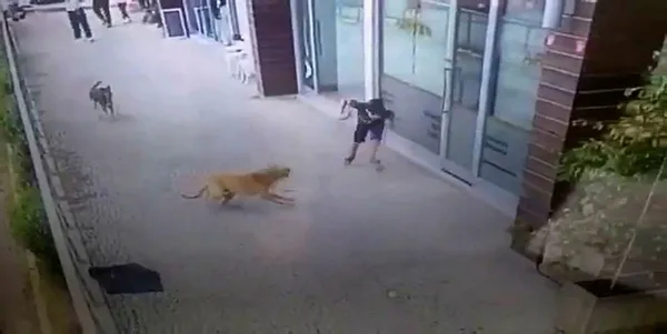 1598520804959.jpg İstanbul'da yolda yürüyen küçük çocuğa 2 köpek birden saldırdı! - 2