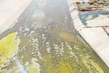 CHP'li belediyenin kıyıya vuran acizliği! Edremit'te deniz kirliliği tehlikeli boyuta ulaştı