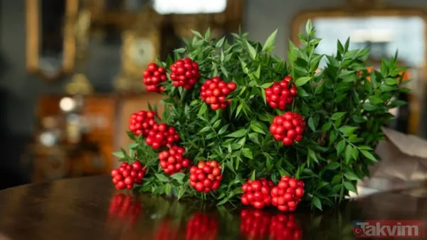 Kokina buketi suya konulur mu, nasıl saklanır? Bu püf noktayla evde ilk günkü gibi kalıyor - 1