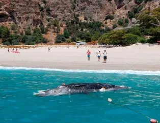 Ölüdeniz’de şok eden görüntü: Ölü balina kıyıya vurdu!