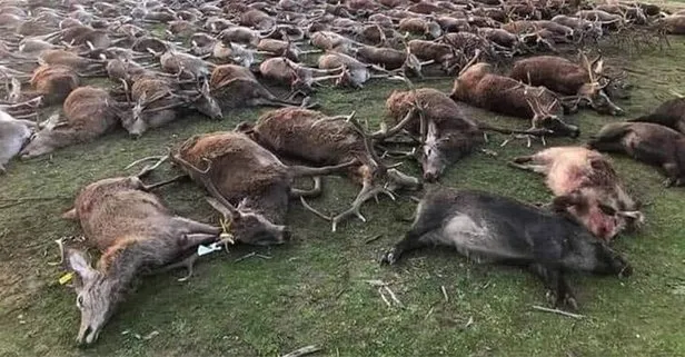 Resmen katliam yaptılar! 540 yabani hayvanı...