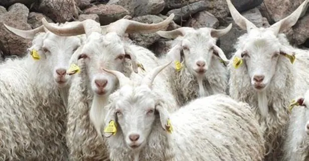 Küçükbaş üreticisine destek yağacak