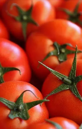 Domates zam şampiyonu