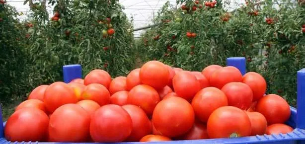 Domates halde ucuzladı!