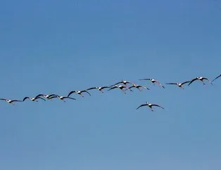 Flamingoların Tuz Gölü yolculuğu