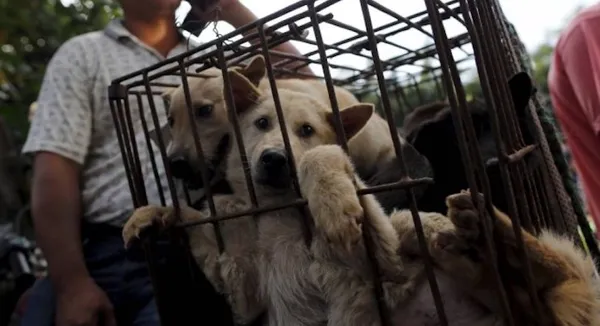 yulin-festivali-nedir-yulin-festivalinde-kopek-mi-yeniyor-1623429670940.jpg Yulin festivali nedir? Yulin festivalinde köpek mi yeniyor?-3