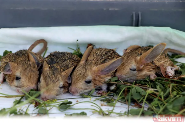 Nesli tükenme tehlikesi altında! Bitkin halde bulunan 5 yavru Arap tavşanı özel bakıma alındı - 13