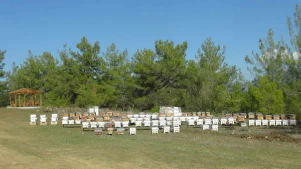 antalya-manavgattaki-52-hektarlik-bal-ormani-2000-koloniyi-agirlayabiliyor-1607597337623.jpg