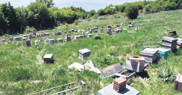 Tekirdağ’da hırsızlar yerli arı üretim alanına girerek özel ırkı çalıp 4 milyon arıyı telef etti