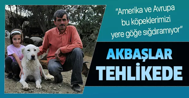 Akbaş ırkı tehlikede