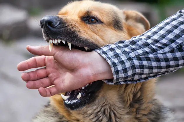 Rüyada köpek ısırdığını görmek ne anlama gelir?