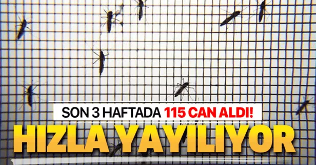 Sarı humma salgını 115 can aldı