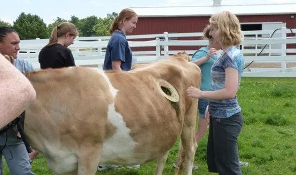 Birkaç litre fazla süt için ineklere yaptıklarına bak-13