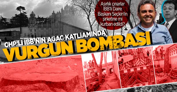 CHP'li İBB'nin katlettiği ağaçlarla ilgili şoke eden iddia: Asırlık çınarlar peyzaj şirketi kurbanı mı?