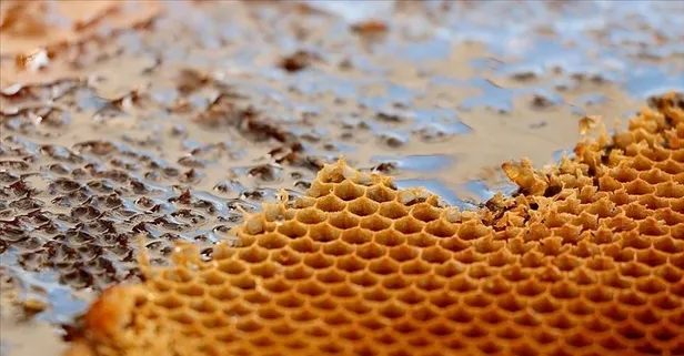 Bitlis balı Paris’te Altın Bal ödülüne layık görüldü!