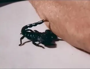 O ilde akrep alarmı! Hızla yayılıyor