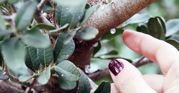Kilosu tam 2.5 gram altın fiyatına satılıyor! Bahçesinde bu ağaçtan olan turnayı gözünden vurdu
