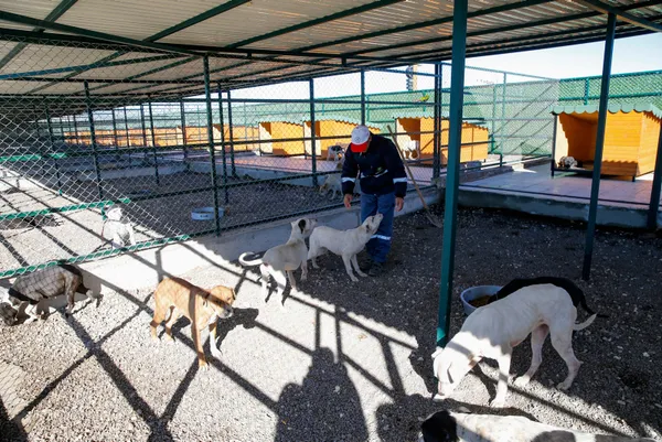 son-dakika-tarim-ve-orman-bakanligi-yasakli-kopek-irklarindan-20-bin-843-kopegin-kayit-altina-alindigini-acikl-1642171918488.jpg SON DAKİKA: Tarım ve Orman Bakanlığı yasaklı köpek ırklarından 20 bin 843 köpeğin kayıt altına alındığını açıkladı-2