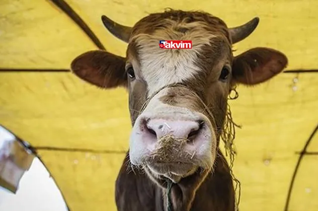 Kurban Bayramı ne zaman 2021? Kurban Bayramı'na kaç gün kaldı? Bayram tatili özel sektör için kaç gün oldu?