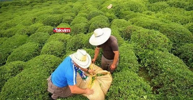 Yaş çay alım fiyatı ne kadar oldu 2021? Kırmızı mercimek, buğday, bakliyat alım fiyatı kaç TL oldu?